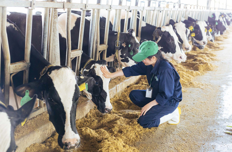 Huyện Mang Yang là vùng đất giàu tiềm năng để phát triển chăn nuôi bò sữa. Ảnh: L.N Huyện Mang Yang là vùng đất giàu tiềm năng để phát triển chăn nuôi bò sữa. Ảnh: L.N