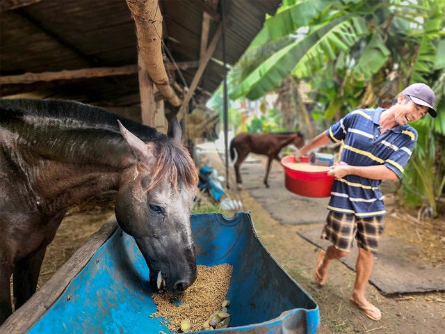 Chủ lò ngựa Sáu Lào mỗi ngày vẫn đích thân chăm ngựa