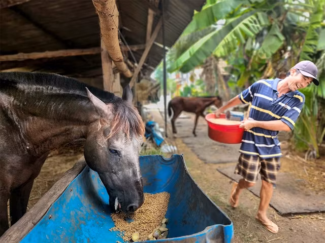 Chủ lò ngựa Sáu Lào mỗi ngày vẫn đích thân chăm ngựa