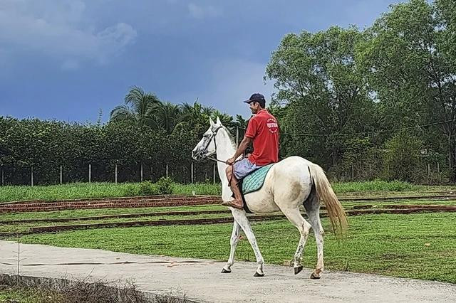 Dượt ngựa để khỏi cuồng chân