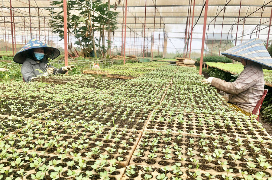 Hợp tác xã Nông nghiệp và Dịch vụ An Phú Thịnh (xã An Phú) gieo ươm các loại giống rau, củ quả. Ảnh: L.N Hợp tác xã Nông nghiệp và Dịch vụ An Phú Thịnh (xã An Phú) gieo ươm các loại giống rau, củ quả. Ảnh: L.N