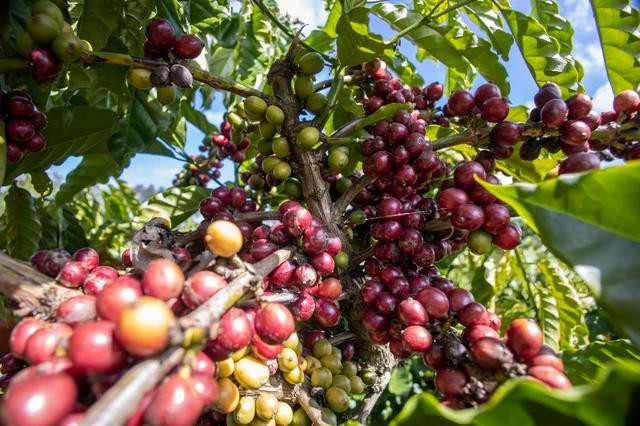 Giá cà phê tăng trở lại ảnh 1 Giá cà phê tăng trở lại ảnh 1