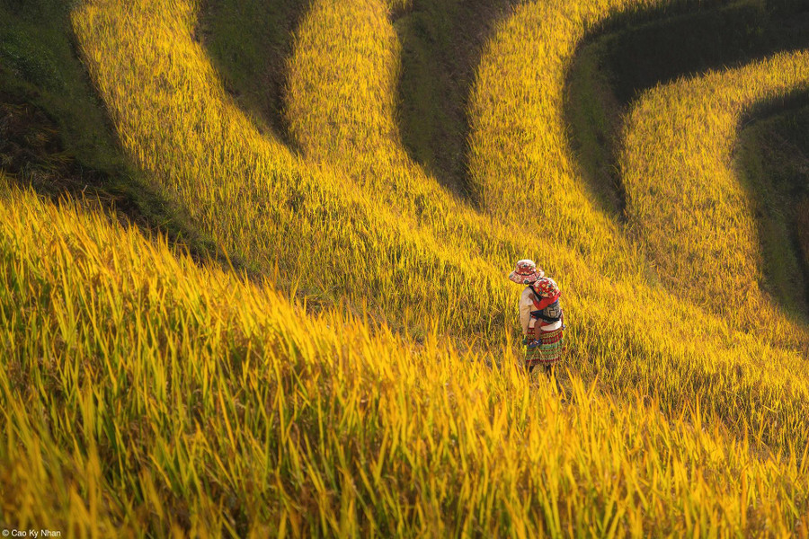 Tấm ảnh &quot;Hand Of Ripe Rice Season&quot; (Bàn tay mùa lúa chín)
