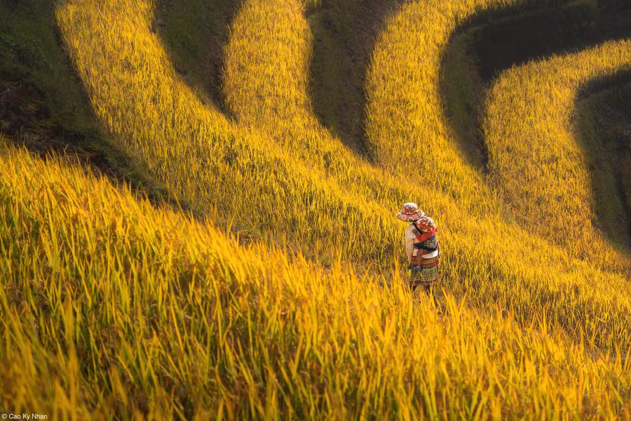 Tấm ảnh "Hand Of Ripe Rice Season" (Bàn tay mùa lúa chín)