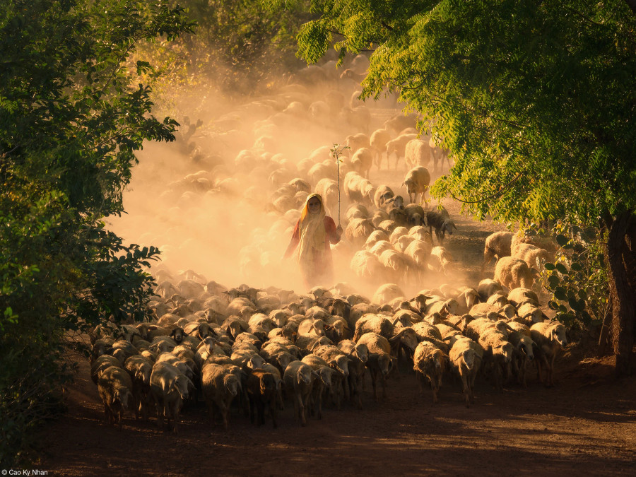 Tấm ảnh &quot;Sheep Farming Of The Cham People&quot; của chàng trai Việt giành giải thưởng quốc tế
