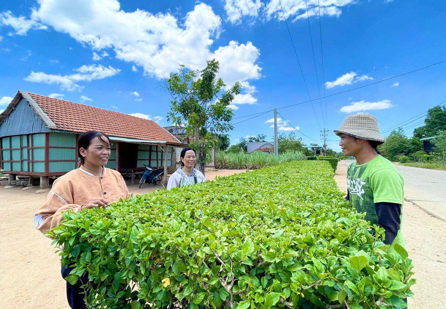 Người dân làng Lợk (xã Nghĩa An) thực hiện mô hình hàng rào xanh, con đường hoa, tạo cảnh quan, môi trường xanh-sạch-đẹp. Ảnh: M.P