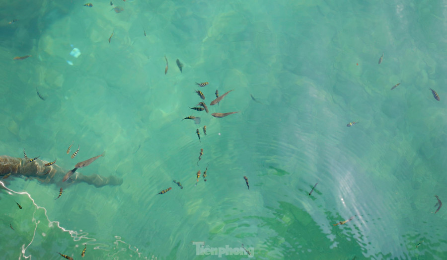 Nhơn Hải là xã bãi ngang nằm trong vùng bán đảo Phương Mai thuộc TP. Quy Nhơn, có chiều dài bờ biển 15 km. Nơi đây từ lâu đã nổi tiếng với bãi biển đẹp, những bãi rạn san hô được bảo tồn còn nguyên vẹn. Vùng biển nơi đây là khu vực mang tính đặc trưng về đa dạng sinh học. Theo người dân, nhờ môi trường biển sạch và được bảo vệ nên rong mơ nơi đây phát triển nhiều, nhờ vậy tạo được nét đẹp riêng. Ảnh: Trương Định. Nhơn Hải là xã bãi ngang nằm trong vùng bán đảo Phương Mai thuộc TP. Quy Nhơn, có chiều dài bờ biển 15 km. Nơi đây từ lâu đã nổi tiếng với bãi biển đẹp, những bãi rạn san hô được bảo tồn còn nguyên vẹn. Vùng biển nơi đây là khu vực mang tính đặc trưng về đa dạng sinh học. Theo người dân, nhờ môi trường biển sạch và được bảo vệ nên rong mơ nơi đây phát triển nhiều, nhờ vậy tạo được nét đẹp riêng. Ảnh: Trương Định.