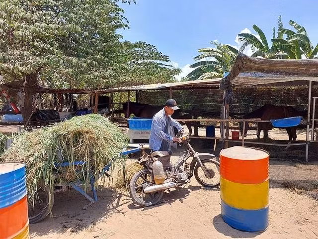 Mỗi ngày anh Nguyễn Văn Quân cùng cộng sự kiếm khoảng 300 kg cỏ tươi làm thức ăn cho ngựa