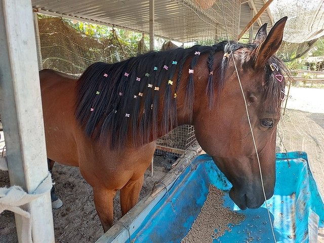 Sở hữu dáng đẹp, dòng dõi quý tộc, thông minh và thân thiện khiến Hương Thành luôn được giới mộ điệu săn đón