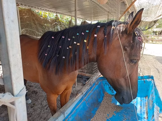 Sở hữu dáng đẹp, dòng dõi quý tộc, thông minh và thân thiện khiến Hương Thành luôn được giới mộ điệu săn đón