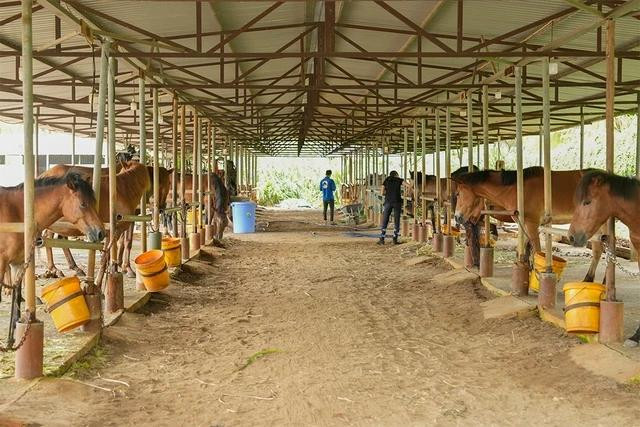 Đàn ngựa ở Sài Gòn Pony Club