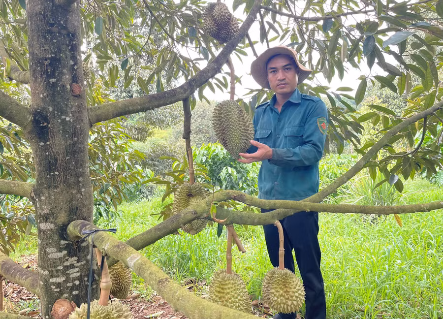 Hiện gia đình anh Khánh đang trồng khoảng 300 cây sầu riêng. Ảnh: A.H Hiện gia đình anh Khánh đang trồng khoảng 300 cây sầu riêng. Ảnh: A.H