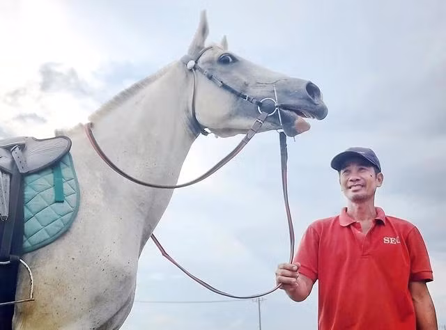 Tiêu chuẩn đánh giá ngựa tốt, đẹp là: móng đứng, ngực nở, lông mượt, cằm rộng, chân thẳng, tai thuôn (hai tai vểnh lên, ôm sát mặt)…