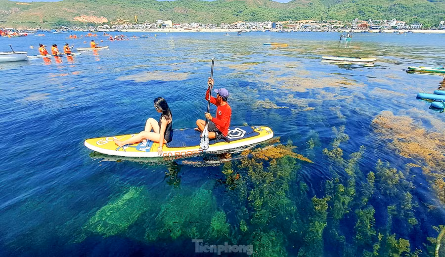 Du khách trải nghiệm chèo sup nhìn ngắm rong mơ. Ảnh: Trương Định. Du khách trải nghiệm chèo sup nhìn ngắm rong mơ. Ảnh: Trương Định.