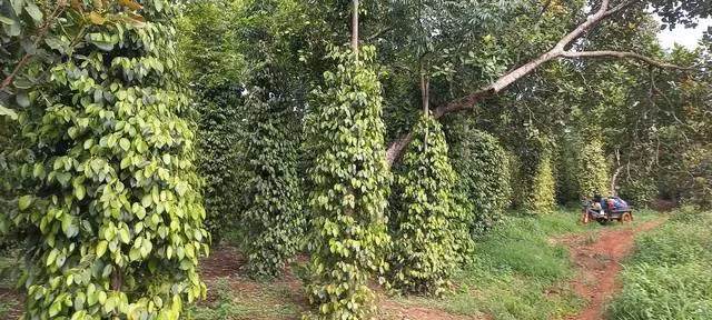 Nhiều vườn tiêu đã xanh mướt khi nông dân tích cực đầu tư chăm sóc