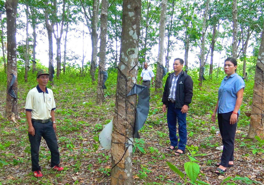 Lão nông người Jrai Rơ Châm Nhel (bìa trái) có thu nhập tiền tỷ mỗi năm từ 10 ha cây trồng. Ảnh: N.H Lão nông người Jrai Rơ Châm Nhel (bìa trái) có thu nhập tiền tỷ mỗi năm từ 10 ha cây trồng. Ảnh: N.H