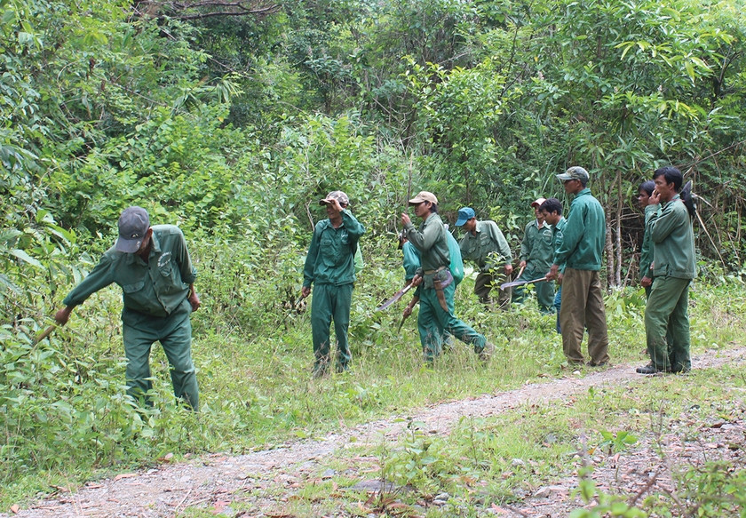 Người dân nhận khoán và lực lượng chuyên trách bảo vệ rừng Ban Quản lý rừng phòng hộ Ia Ly (huyện Chư Păh) phát dọn thực bì để phòng-chống cháy rừng. Ảnh: Nguyễn Diệp Người dân nhận khoán và lực lượng chuyên trách bảo vệ rừng Ban Quản lý rừng phòng hộ Ia Ly (huyện Chư Păh) phát dọn thực bì để phòng-chống cháy rừng. Ảnh: Nguyễn Diệp
