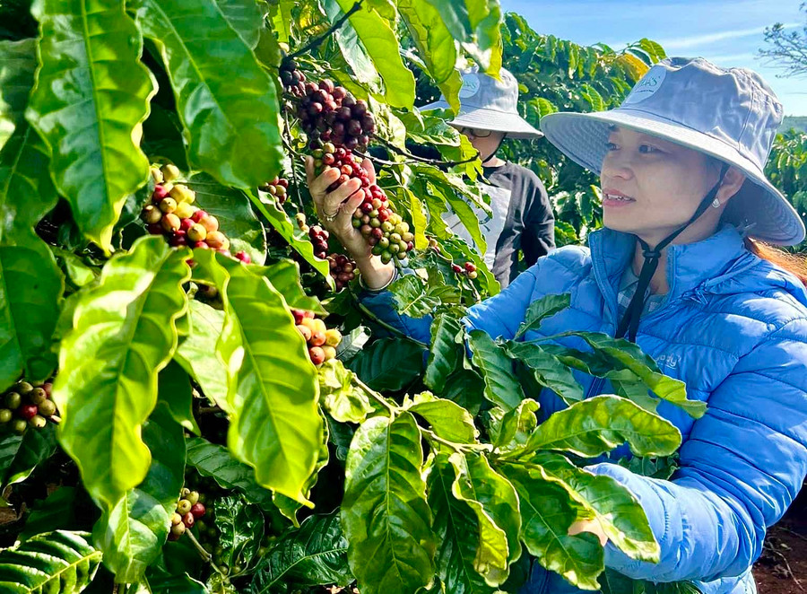 Gia Lai đang nỗ lực nâng cao chất lượng, hiệu quả hoạt động khoa học và công nghệ để áp dụng vào các lĩnh vực sản xuất, đời sống. Ảnh: H.D