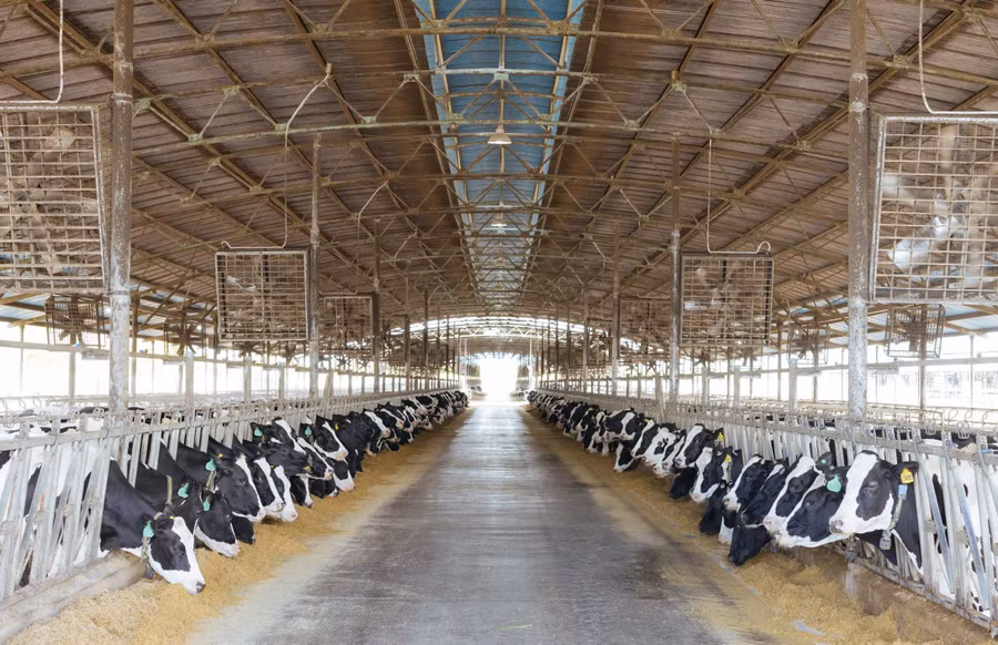 Trang trại bò sữa NutiMilk tại huyện Mang Yang. Ảnh: L.N