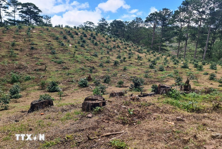 Rừng thông hàng chục năm tuổi đã bị phá để trồng cà phê. (Ảnh: Chu Quốc Hùng/TTXVN)