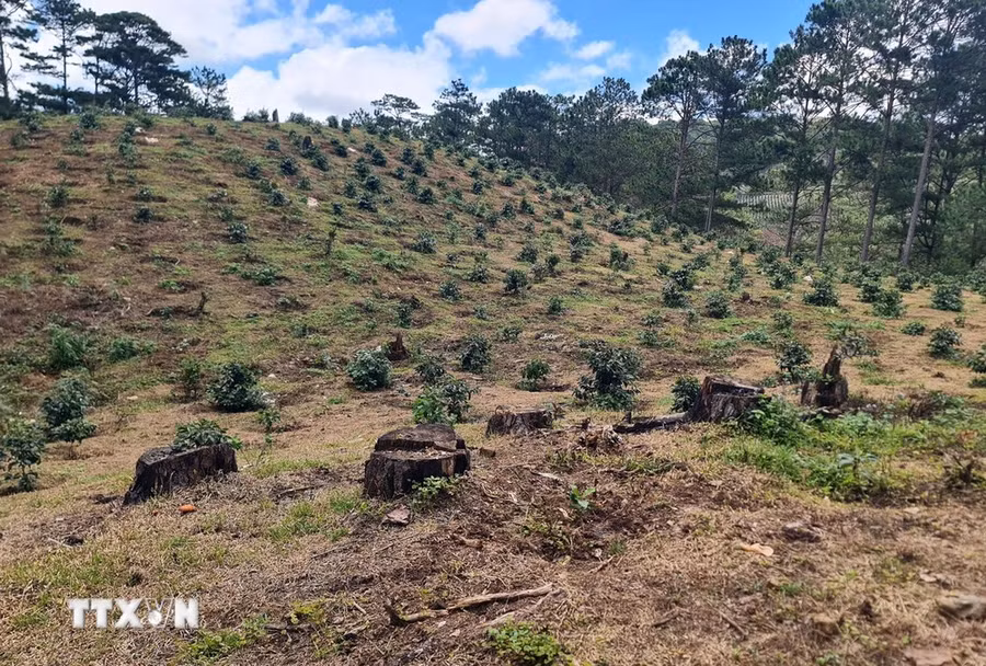 Rừng thông hàng chục năm tuổi đã bị phá để trồng cà phê. (Ảnh: Chu Quốc Hùng/TTXVN)