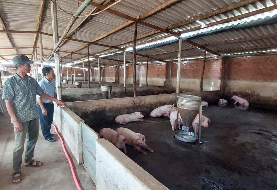 Trang trại chăn nuôi của ông Trương Đình Hùng (thôn 9, xã Nghĩa Hưng, huyện Chư Păh). Ảnh: N.H Trang trại chăn nuôi của ông Trương Đình Hùng (thôn 9, xã Nghĩa Hưng, huyện Chư Păh). Ảnh: N.H