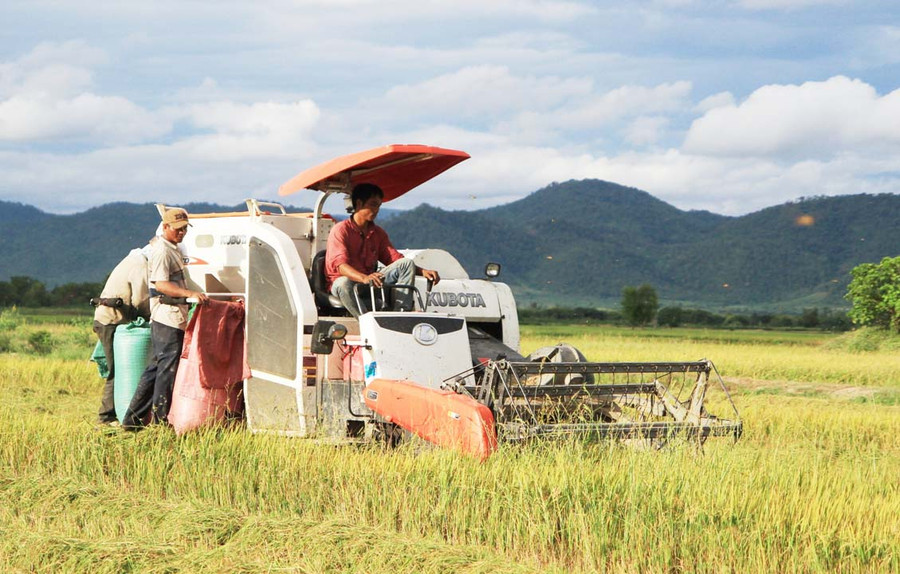 Người dân huyện Krông Pa thu hoạch lúa. Ảnh: L.N Người dân huyện Krông Pa thu hoạch lúa. Ảnh: L.N