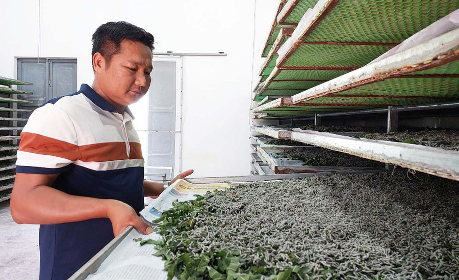 Giám đốc HTX Kén tằm Gia Lai Nguyễn Văn Hùng. Ảnh: H.C Giám đốc HTX Kén tằm Gia Lai Nguyễn Văn Hùng. Ảnh: H.C