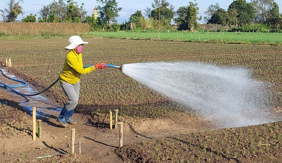 Một số hộ dân xã An Phú (TP. Pleiku) tưới nước theo phương pháp truyền thống. Ảnh: N.D