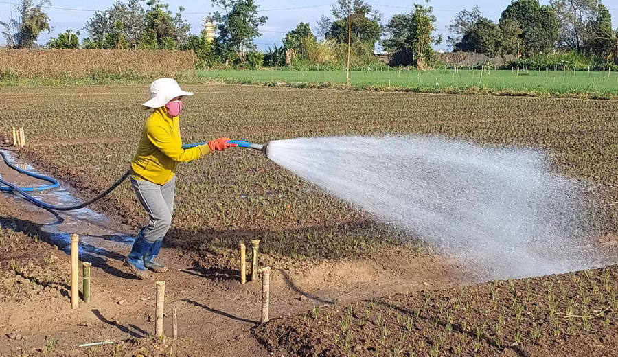 Một số hộ dân xã An Phú (TP. Pleiku) tưới nước theo phương pháp truyền thống. Ảnh: N.D