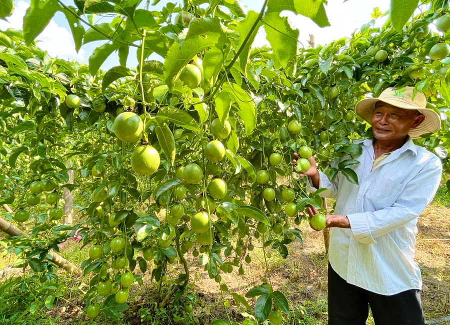 Vườn chanh dây chi chít quả của ông Phan Xuân Phương (thôn An Xuân 2, xã Xuân An, thị xã An Khê). Ảnh: M.P Vườn chanh dây chi chít quả của ông Phan Xuân Phương (thôn An Xuân 2, xã Xuân An, thị xã An Khê). Ảnh: M.P