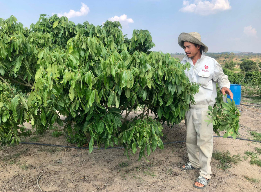 Anh Nguyễn Tự Vững (thôn 2, xã Kông Yang) cắt tỉa cành và chăm sóc vườn nhãn. Ảnh: L.N Anh Nguyễn Tự Vững (thôn 2, xã Kông Yang) cắt tỉa cành và chăm sóc vườn nhãn. Ảnh: L.N