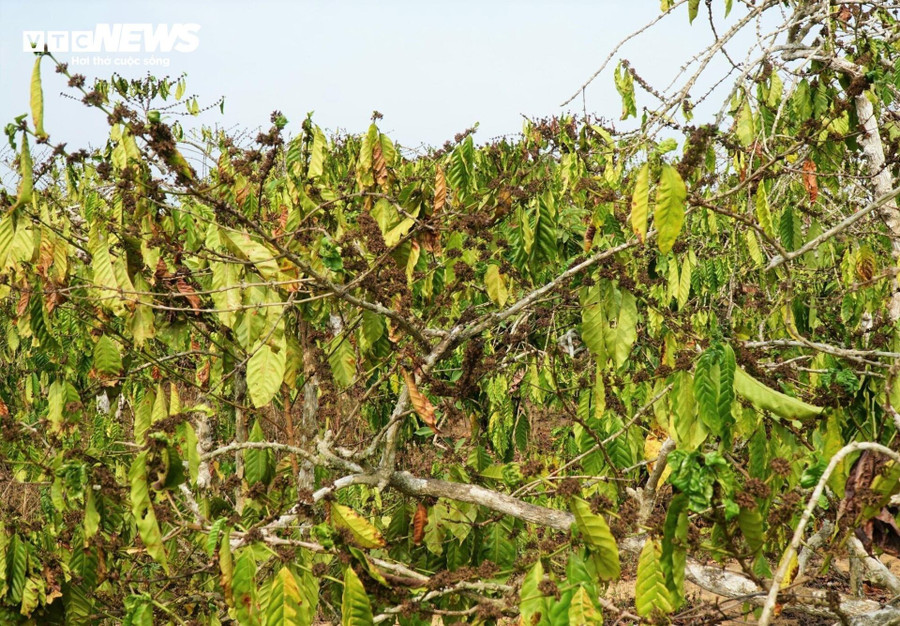 Tương tự, tỉnh Đắk Lắk cũng đang trong thời kỳ cao điểm của mùa khô năm 2024. Thời tiết nắng nóng gay gắt kéo dài khiến mực nước trên các sông, suối, hồ đập đang giảm nhanh, một số nơi đã cạn kiệt nguồn nước ảnh hưởng lớn đến sản xuất và sinh hoạt của người dân. Tương tự, tỉnh Đắk Lắk cũng đang trong thời kỳ cao điểm của mùa khô năm 2024. Thời tiết nắng nóng gay gắt kéo dài khiến mực nước trên các sông, suối, hồ đập đang giảm nhanh, một số nơi đã cạn kiệt nguồn nước ảnh hưởng lớn đến sản xuất và sinh hoạt của người dân.