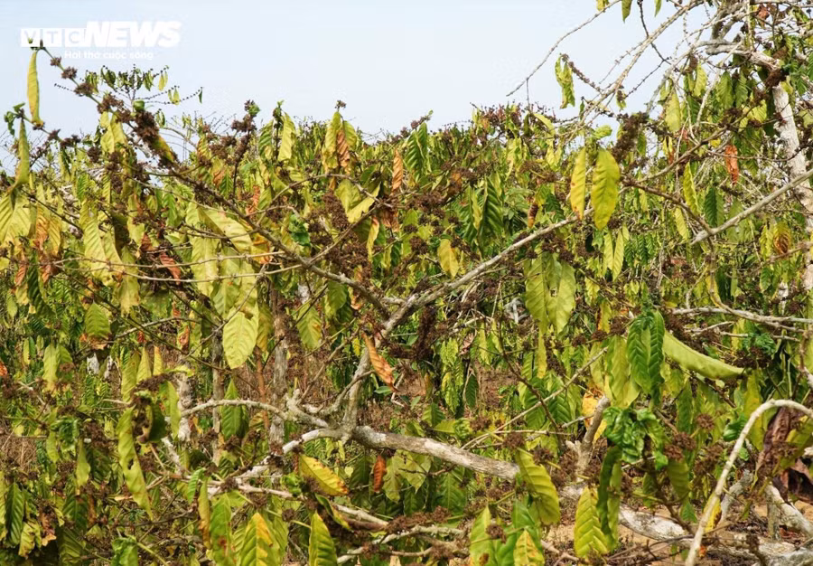 Tương tự, tỉnh Đắk Lắk cũng đang trong thời kỳ cao điểm của mùa khô năm 2024. Thời tiết nắng nóng gay gắt kéo dài khiến mực nước trên các sông, suối, hồ đập đang giảm nhanh, một số nơi đã cạn kiệt nguồn nước ảnh hưởng lớn đến sản xuất và sinh hoạt của người dân.