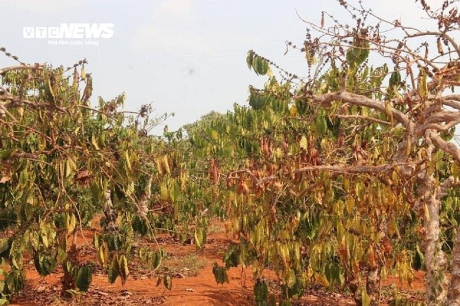 Ông Nguyễn Hồng Hướng (thị xã Buôn Hồ, tỉnh Đắk Lắk) đang vô cùng lo lắng vì khi vũng nước cạn khô cũng là lúc toàn bộ diện tích cây trồng của gia đình bị thiệt hại nặng nề vì không còn nước tưới. "Năm nay khô hạn đến sớm, cây trồng của gia đình tôi đang thiếu nước tưới nghiêm trọng, nếu kéo dài thì gần như mất trắng vụ mùa năm nay. Tôi đã dùng bơm máy cố dẫn nước về cứu cây nhưng cũng chỉ vớt vát được phần nào, nước hồ đang dần cạn" - ông Hướng rầu rĩ. Ông Nguyễn Hồng Hướng (thị xã Buôn Hồ, tỉnh Đắk Lắk) đang vô cùng lo lắng vì khi vũng nước cạn khô cũng là lúc toàn bộ diện tích cây trồng của gia đình bị thiệt hại nặng nề vì không còn nước tưới. "Năm nay khô hạn đến sớm, cây trồng của gia đình tôi đang thiếu nước tưới nghiêm trọng, nếu kéo dài thì gần như mất trắng vụ mùa năm nay. Tôi đã dùng bơm máy cố dẫn nước về cứu cây nhưng cũng chỉ vớt vát được phần nào, nước hồ đang dần cạn" - ông Hướng rầu rĩ.