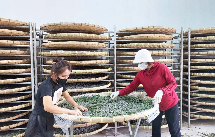 Hợp tác xã Kén tằm Gia Lai cung cấp giống tằm chất lượng cao cho người dân. Ảnh: N.D Hợp tác xã Kén tằm Gia Lai cung cấp giống tằm chất lượng cao cho người dân. Ảnh: N.D