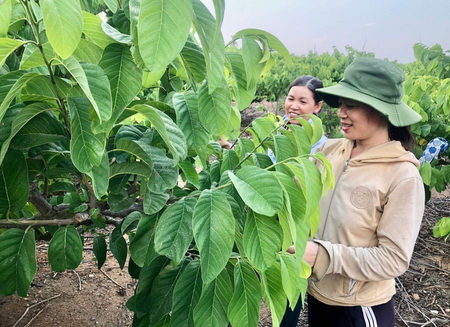 Gia đình chị Vũ Thị Chi (thôn 9, xã Yang Trung) có 2 ha na hoàng hậu, hơn 1 ha nhãn và 1 ha trồng xen nhiều loại cây ăn quả (ổi, vú sữa hoàng kim, sầu riêng). Ảnh: L.N