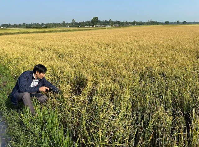 Hàng trăm ha lúa của người dân bị mất trắng sau trận mưa đá Hàng trăm ha lúa của người dân bị mất trắng sau trận mưa đá