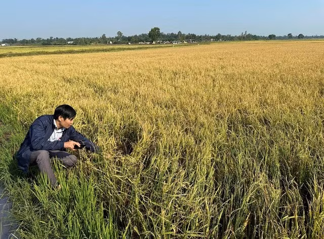 Hàng trăm ha lúa của người dân bị mất trắng sau trận mưa đá