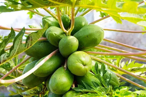 Đu đủ và lá đu đủ chứa các hợp chất thực vật được chứng minh là có tiềm năng dược lý rộng rãi Đu đủ và lá đu đủ chứa các hợp chất thực vật được chứng minh là có tiềm năng dược lý rộng rãi