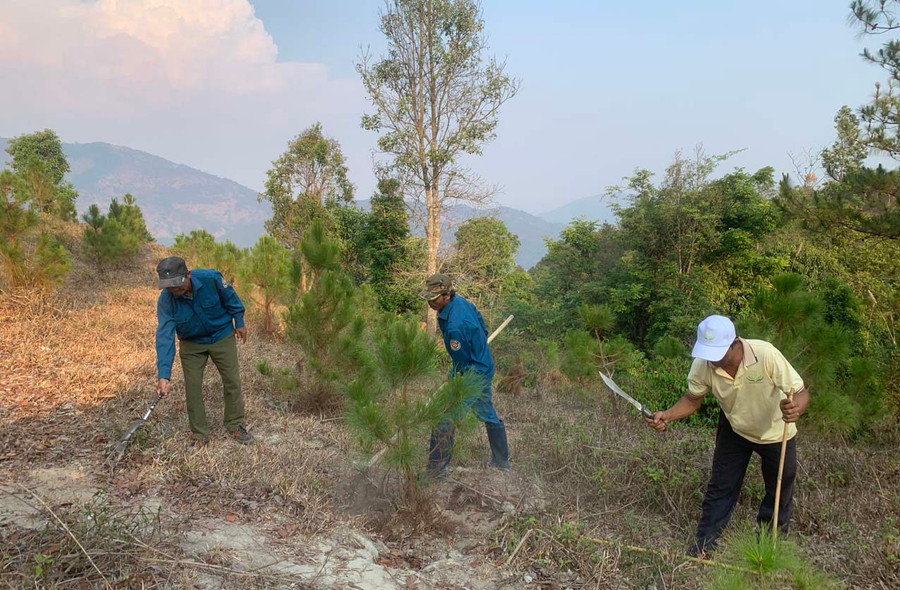 Phát dọn cây cỏ thảm thực bì rừng trồng tại Ban Quản lý rừng phòng hộ Bắc Biển Hồ. Ảnh: H.S