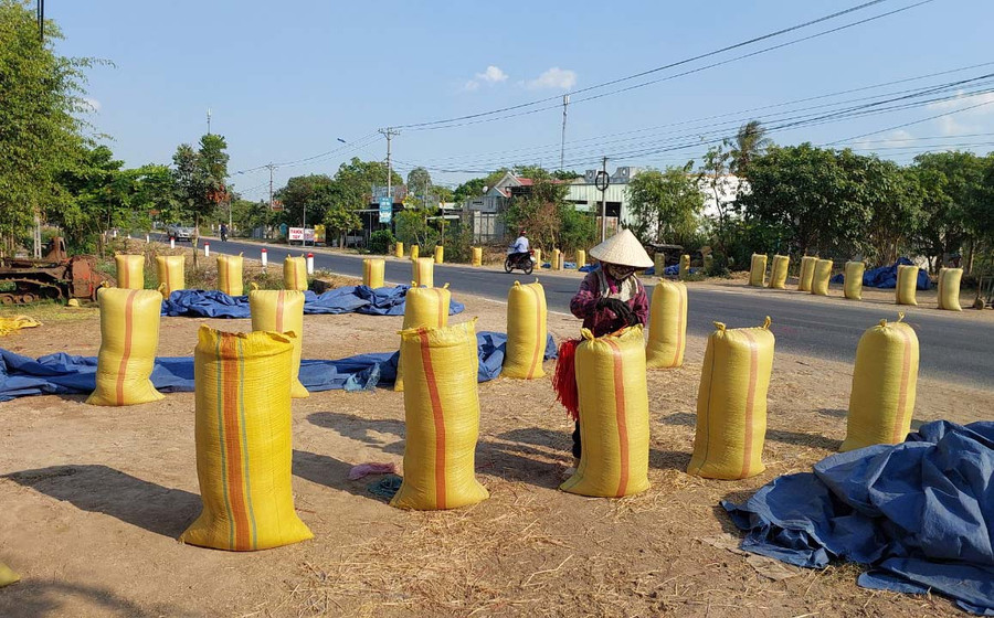 Nông dân huyện Phú Thiện phấn khởi vì lúa Đông Xuân được mùa, được giá. Ảnh: N.D