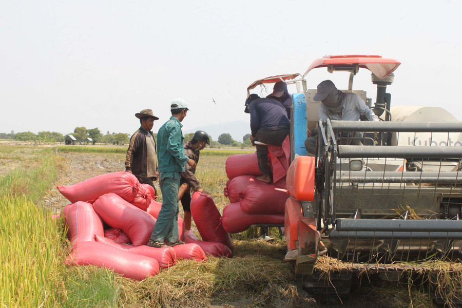 Nông dân huyện Ia Pa thu hoạch lúa Đông Xuân. Ảnh: V.C
