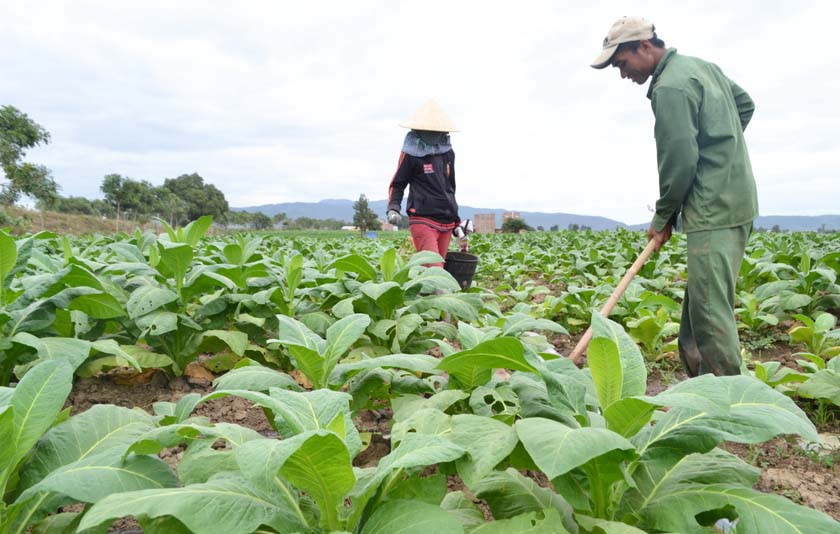 Thuốc là là một trong những cây trồng thế mạnh của huyện Krông Pa. Ảnh: L.N Thuốc là là một trong những cây trồng thế mạnh của huyện Krông Pa. Ảnh: L.N