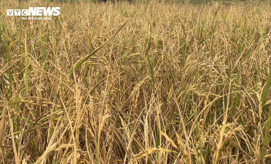 Theo UBND tỉnh Kon Tum, tình trạng ít mưa, khô hạn, thiếu nước trong các tháng mùa khô năm 2024 sẽ tác động lớn đến hoạt động sản xuất và sinh hoạt của người dân. Tổng diện tích cây trồng tại Kon Tum có nguy cơ khô hạn, thiếu nước trên 1.770 ha. Theo UBND tỉnh Kon Tum, tình trạng ít mưa, khô hạn, thiếu nước trong các tháng mùa khô năm 2024 sẽ tác động lớn đến hoạt động sản xuất và sinh hoạt của người dân. Tổng diện tích cây trồng tại Kon Tum có nguy cơ khô hạn, thiếu nước trên 1.770 ha.