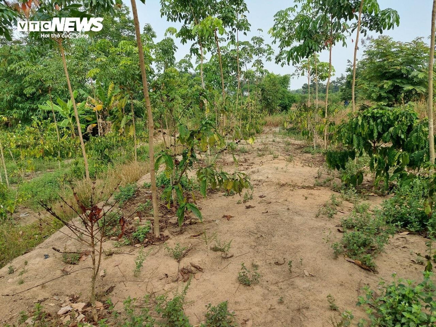 "Mấy ngày qua, gia đình tôi chắt chiu từng giọt nước còn sót lại ở hồ thủy lợi C3 để đem tưới cho 200 cây cà phê. Thế nhưng, nước ít mà nhu cầu của người dân nhiều nên cũng chẳng thấm vào đâu" - bà Tư buồn bã. "Mấy ngày qua, gia đình tôi chắt chiu từng giọt nước còn sót lại ở hồ thủy lợi C3 để đem tưới cho 200 cây cà phê. Thế nhưng, nước ít mà nhu cầu của người dân nhiều nên cũng chẳng thấm vào đâu" - bà Tư buồn bã.