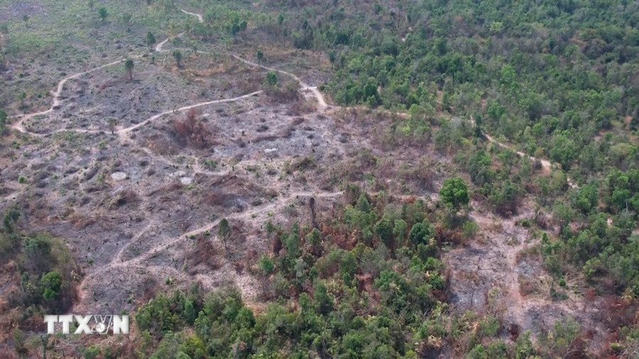 Tại Gia Lai, huyện Chư Prông nổi lên như một &quot;điểm nóng&quot; về phá rừng, với 14 vụ vi phạm lâm luật chỉ trong quý 1/2024. (Ảnh: TTXVN phát)
