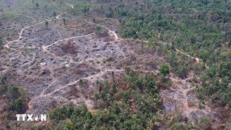 Tại Gia Lai, huyện Chư Prông nổi lên như một "điểm nóng" về phá rừng, với 14 vụ vi phạm lâm luật chỉ trong quý 1/2024. (Ảnh: TTXVN phát)