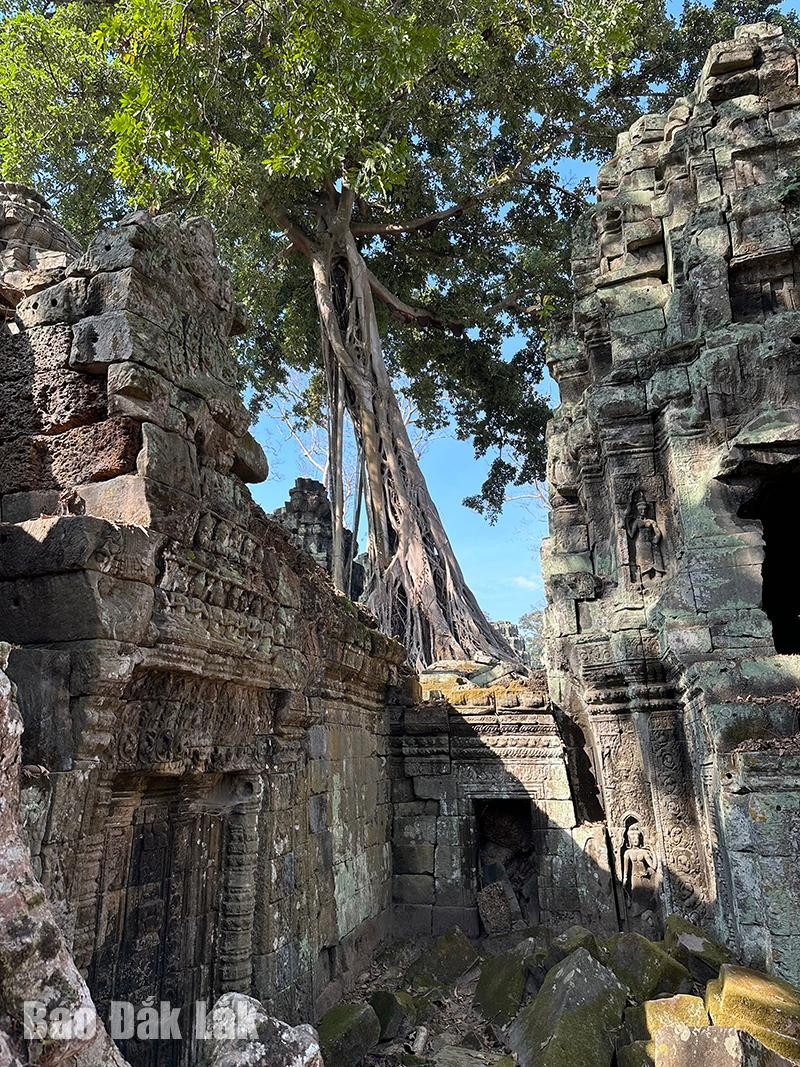 Cây xanh chính là một trong những yếu tố giúp bảo tồn các kiến trúc đền tháp ở Angkor. Cây xanh chính là một trong những yếu tố giúp bảo tồn các kiến trúc đền tháp ở Angkor.