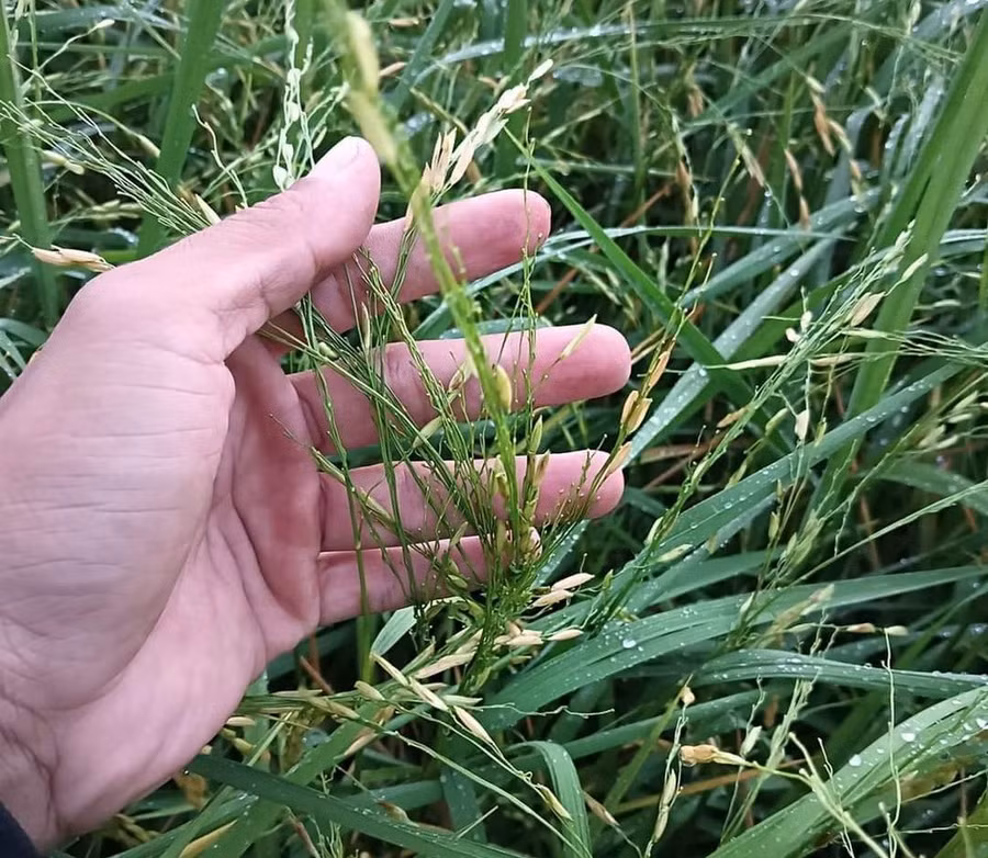 Mưa đá làm lúa rụng hết hạt